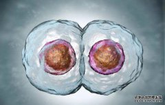 需要种植多少胚胎？