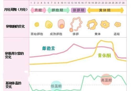 月经周期中激素水平有何改变